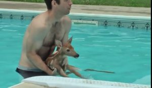 Il sauve un faon tombé dans sa piscine