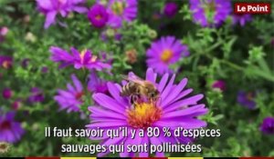 Les abeilles sauvages : des pollinisatrices essentielles