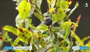 Myrtilles : une cueillette précieuse