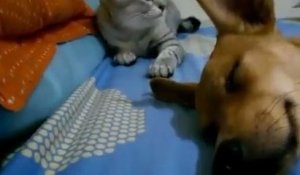 Un chien péteur corrigé par un chat