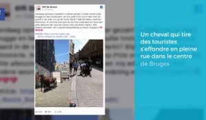 Un cheval qui tire des touristes s’effondre en pleine rue dans le centre de Bruges