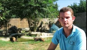 Zoo de Fitilieu : les animaux souffrent aussi de la canicule