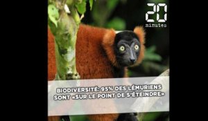 Biodiversité: 95% des lémuriens sont «sur le point de s'éteindre»