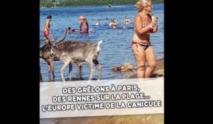 Des rennes sur la plage, une piscine dans une gare... L'Europe victime de la canicule