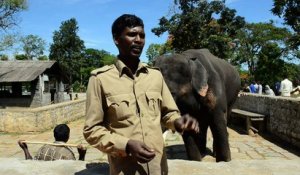 Un camp de rééducation pour les éléphants tueurs d’Inde