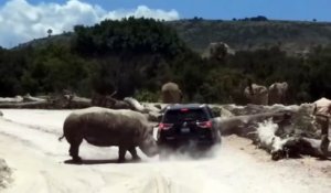 En rut, un rhinocéros s’attaque violemment à une voiture familiale lors d'un safari