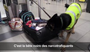 Sombra, la chienne menacée par un cartel de drogue en Colombie