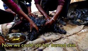 Sauvetage d'un chien englué dans du mazout au fond d'un baril de pétrole en Inde