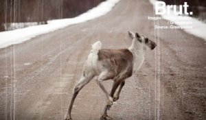 Canada : bientôt la fin des caribous ?