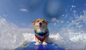 Cet adorable chien est totalement fan de surf