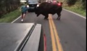 Ce conducteur fait face à un bison qui finit par le charger!