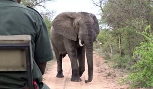 Impressionnant : il fait fuir un éléphant avec un simple baton