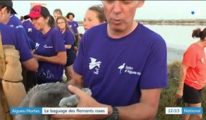 Aigues-Mortes : le baguage des flamants roses