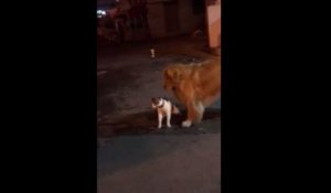 Un chien empêche une bagarre de chats