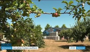 Sécheresse : les arbres fruitiers souffrent