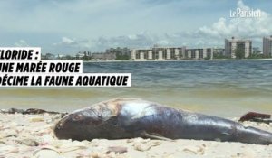Floride : une marée rouge décime la faune aquatique