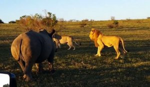 Quand un rhinocéros perturbe un couple de lions en pleine action
