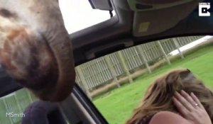 Une giraffe affamée vient manger directement dans la voiture