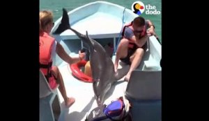 Un dauphin saute à bord d'un bateau