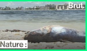 La Floride fait face à une invasion d'algues toxiques