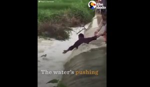Héroïques, ces hommes tentent de sauver un chien tombé à l'eau en pleine crue