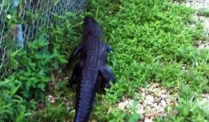Alligator ninja, il va grimper un grillage