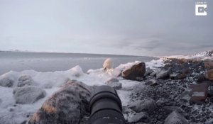 Un ours polaire curieux se rapproche d'un photographe