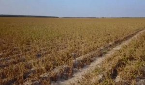 Le gouvernement allemand vient en aide à l'agriculture, ravagée par la sécheresse