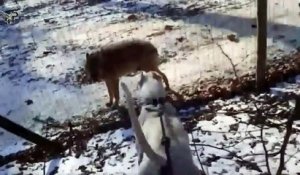 Ce chien fait face à des loups... même pas peur