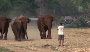 Complicité entre un homme et un éléphant