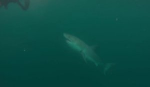 Un grand requin blanc s'approche pour mordre un plongeur