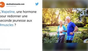 L’apeline, l’hormone qui pourrait régénérer les muscles des seniors.