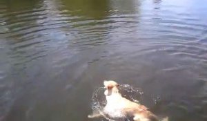 Avez-vous déjà vu un labrador nager la brasse...