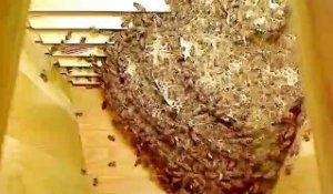 Formation d'un nid d'abeille : timelapse magnifique