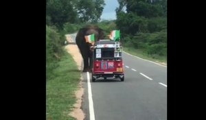 Un éléphant s'en prend à un tuk-tuk qui était sur son chemin