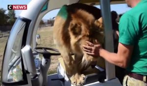 Un lion fait un câlin à des touristes dans un zoo en Crimée
