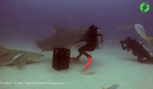 Un plongeur endort un requin sauvage en pleine mer