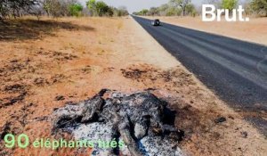 Près de 100 éléphants tués par des balles de gros calibre au Botswana