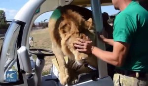 Un lion trop calin saute dans une voiture de touristes