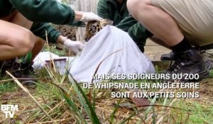 Un peu effrayé, ce tigre de Sibérie passe son bilan de santé