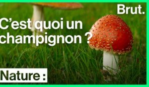 C'est quoi les champignons ?