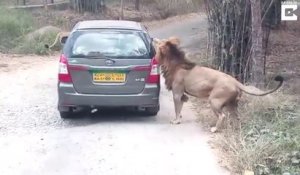 Ce lion aime bien manger les voitures!!!