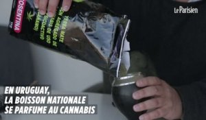 Uruguay : du cannabis dans le maté