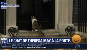Le chat de Theresa May se retrouve coincé dehors, un gardien intervient alors