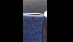 Il filme des centaines de puces et vermines sur ce siège de bus