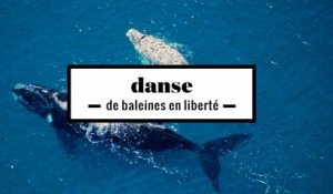 2 minutes d'une danse de baleines en liberté