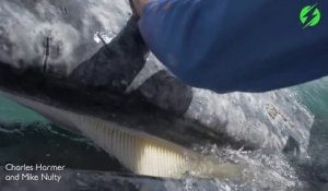 Une baleine se laisse caresser par des touristes... Moment magnifique