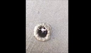 Ce crabe se construit une maison en sable en quelques secondes