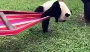 Hilarant : ce bébé panda ne parvient pas à monter sur un hamac