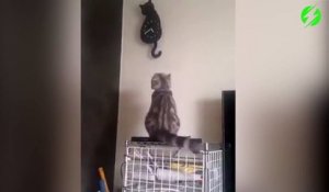 Ce chat est synchronisé avec l'horloge